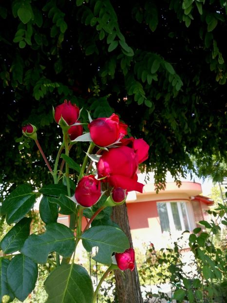  - Gradina toamna 2021