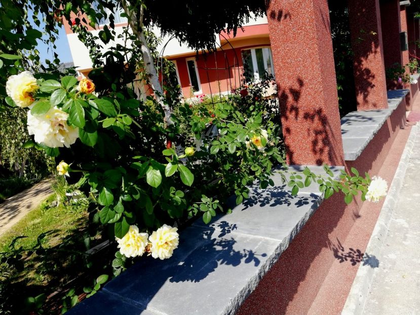  - Gradina toamna 2021
