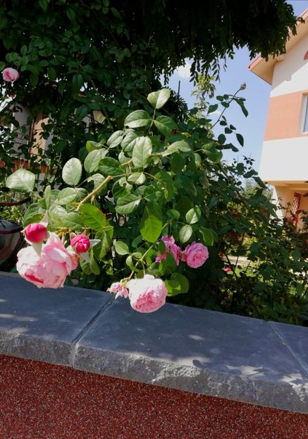  - Gradina toamna 2021