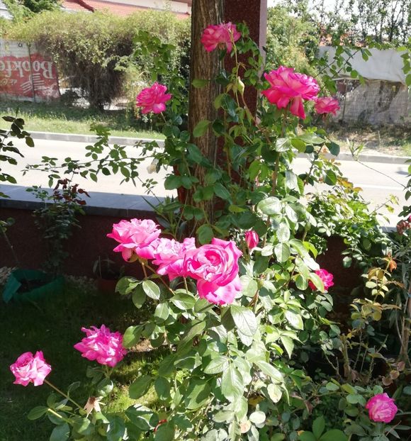  - Gradina toamna 2021