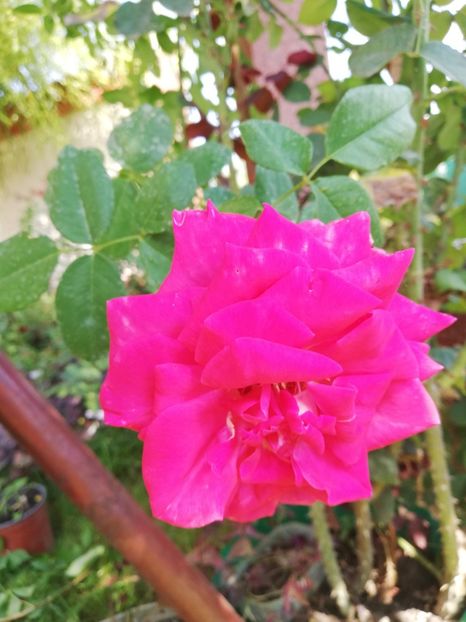  - Gradina toamna 2021