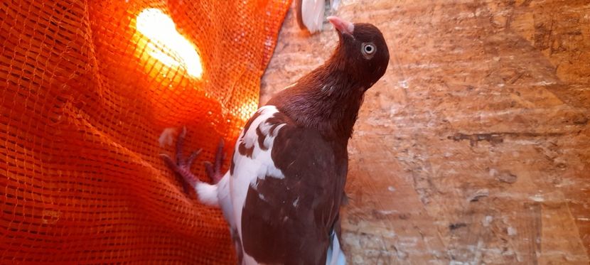 Rolleri de Birmingam - uriasmaghiar