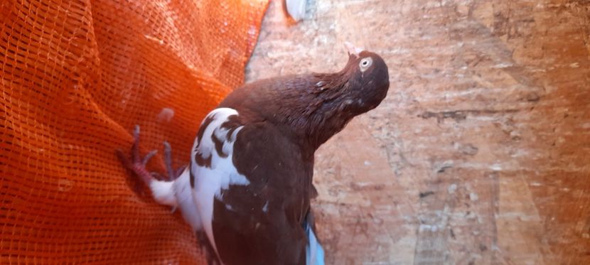  - Rolleri de Birmingam 2021