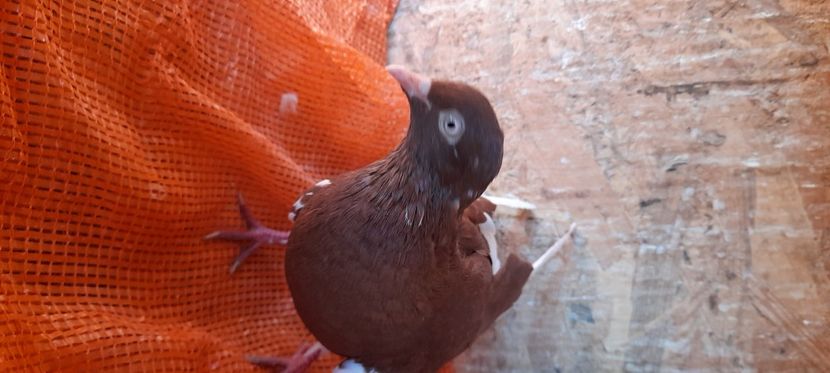  - Rolleri de Birmingam 2021