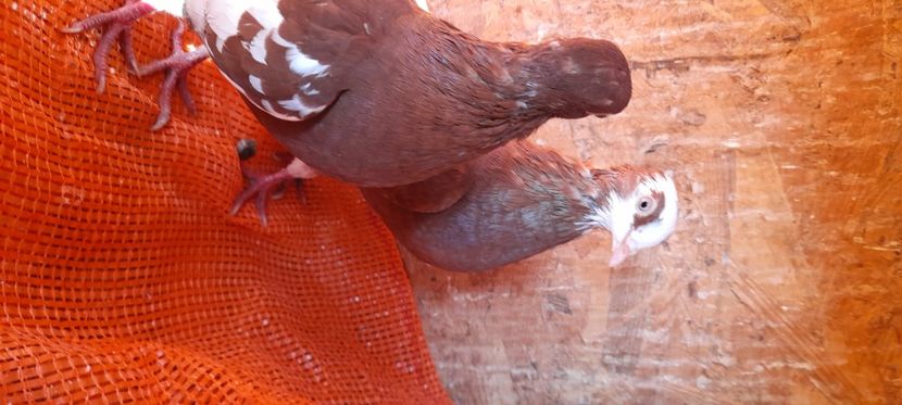  - Rolleri de Birmingam 2021