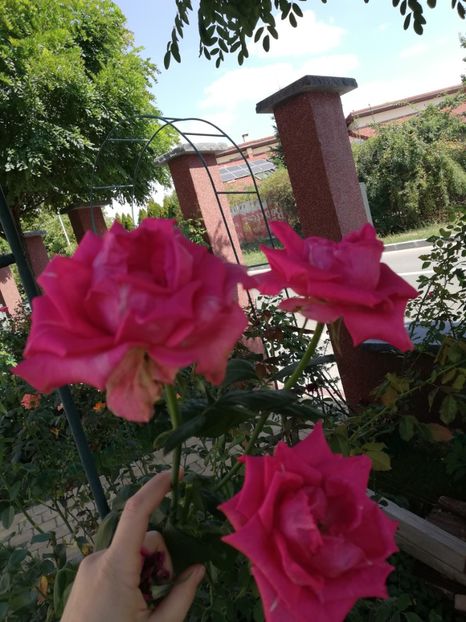  - Gradina toamna 2021