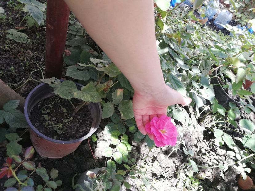  - Gradina toamna 2021
