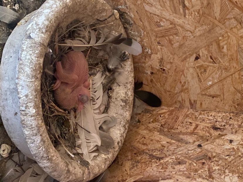 45055218-627A-4EB0-99A7-DC6BBEEF880B - Jucatori de Galați