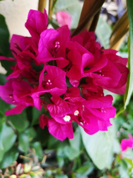 Bougainvillea - 0 0 2021