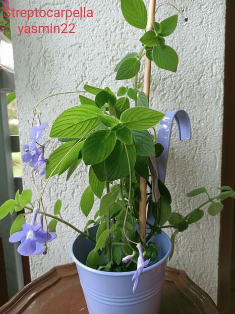 27.09.2021 - Streptocarpus Saxonella Streptocarpella-am dat cadou