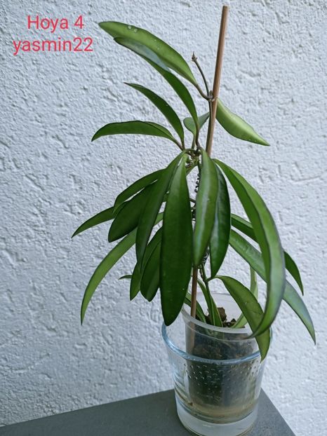 27.09.2021 - X-Hoya și Codonanthes crassifolia
