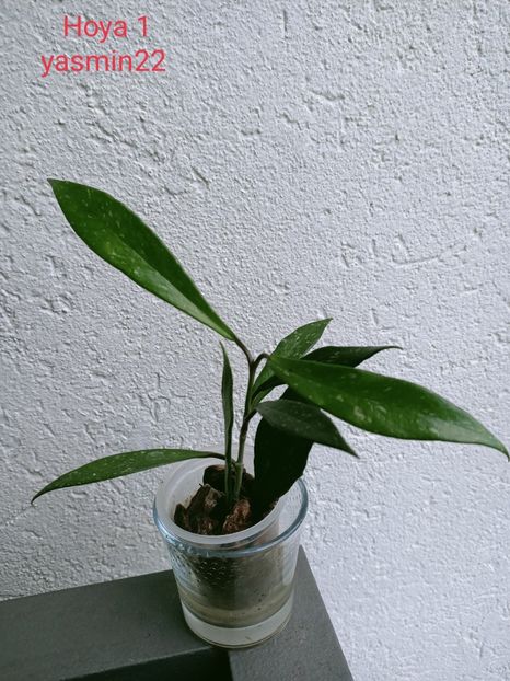 27.09.2921 - X-Hoya și Codonanthes crassifolia