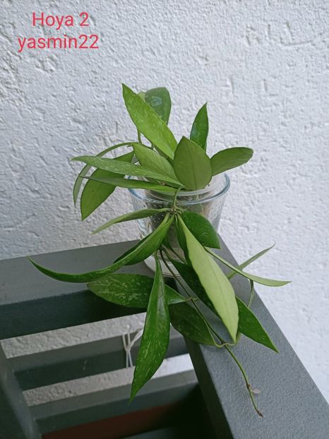 27.09.2021 - X-Hoya și Codonanthes crassifolia