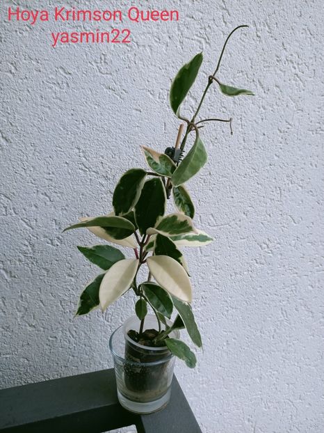 27.09.2021 - X-Hoya și Codonanthes crassifolia