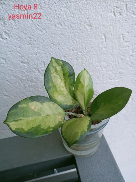 27.09.2021 - X-Hoya și Codonanthes crassifolia