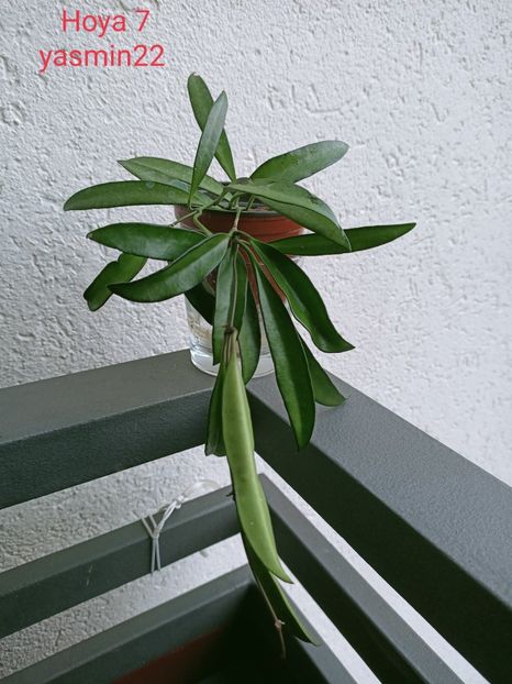 27.09.2021 - X-Hoya și Codonanthes crassifolia