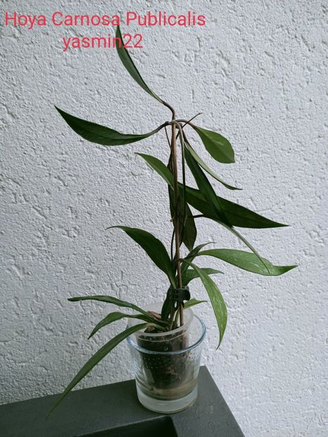 27.09.2021 - X-Hoya și Codonanthes crassifolia