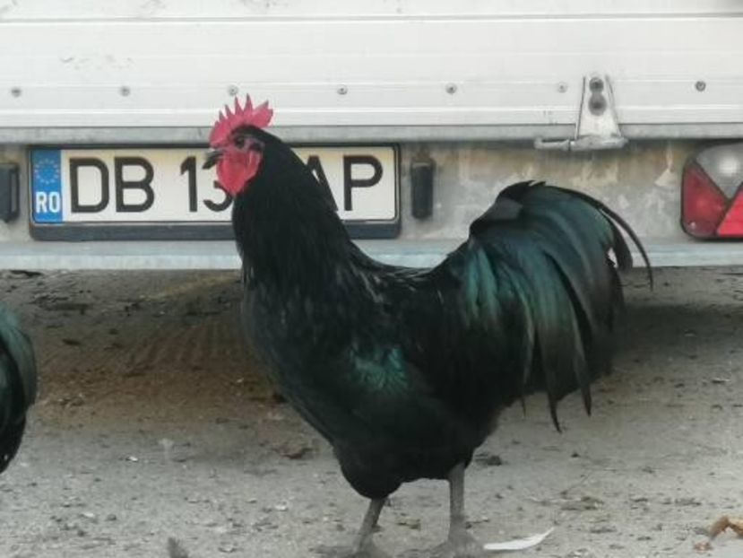  - Australorp negru și albastru tineret 2021