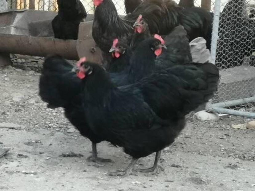  - Australorp negru și albastru tineret 2021