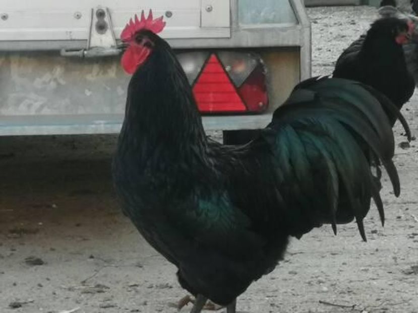  - Australorp negru și albastru tineret 2021