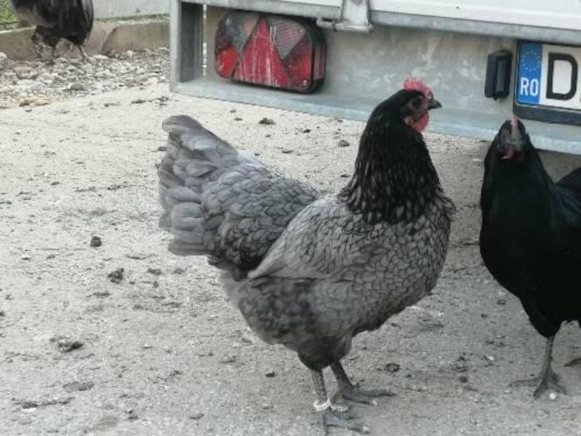  - Australorp negru și albastru tineret 2021