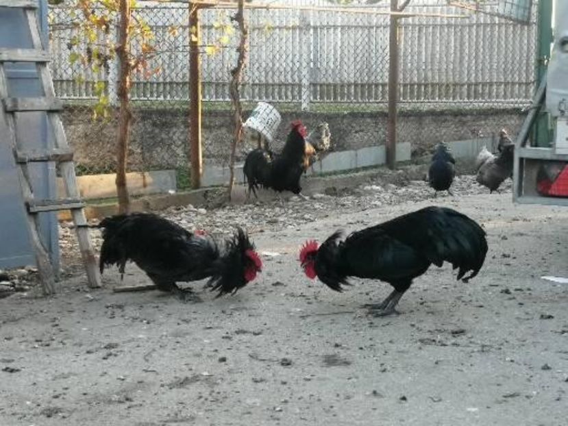  - Australorp negru și albastru tineret 2021