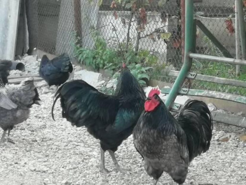  - Australorp negru și albastru tineret 2021