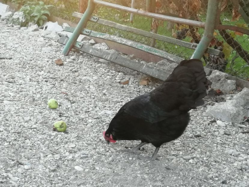  - Australorp negru și albastru tineret 2021