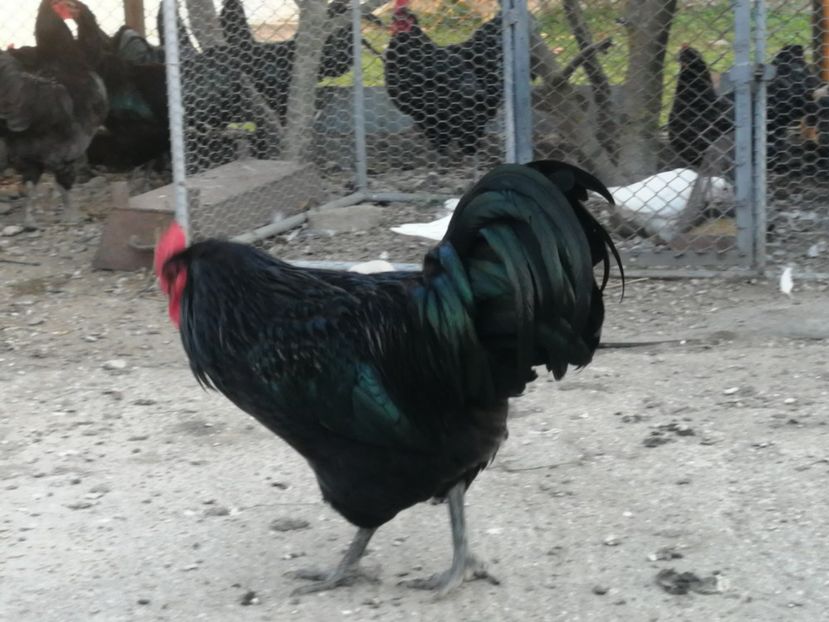  - Australorp negru și albastru tineret 2021