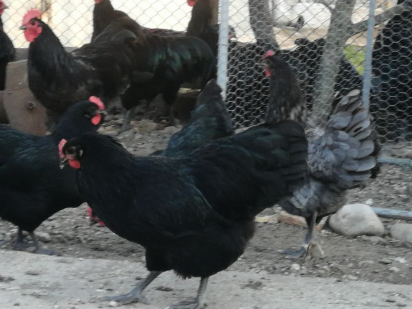  - Australorp negru și albastru tineret 2021