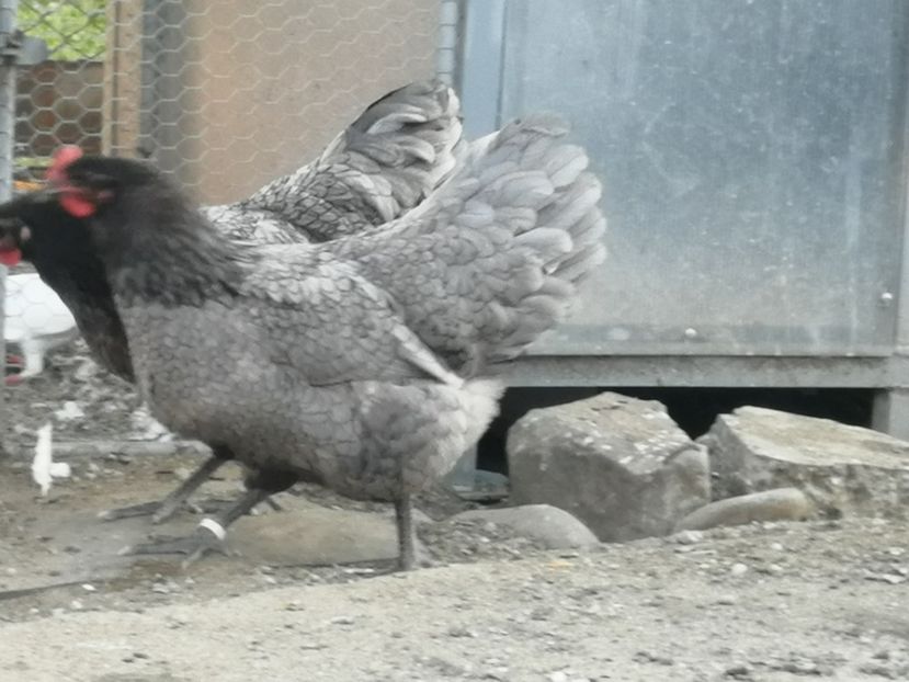  - Australorp negru și albastru tineret 2021