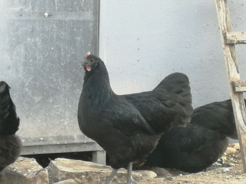  - Australorp negru și albastru tineret 2021