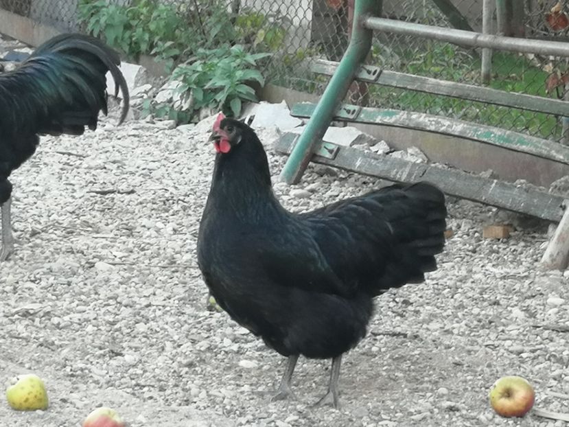  - Australorp negru și albastru tineret 2021