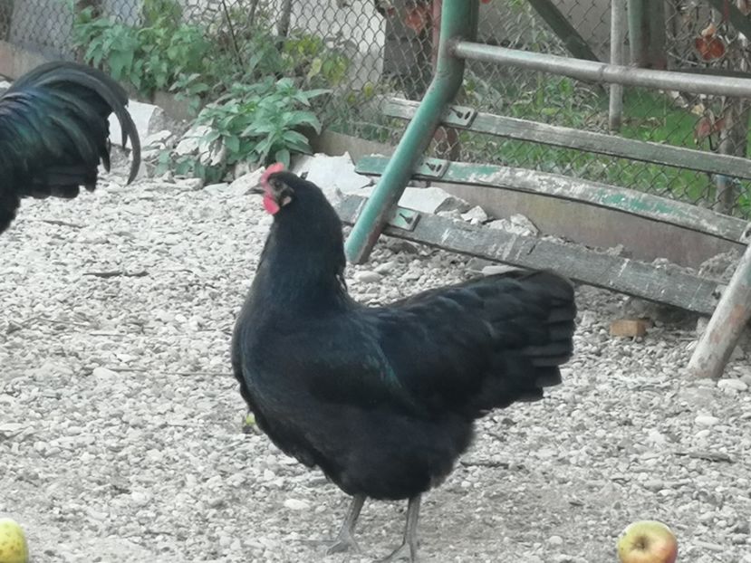  - Australorp negru și albastru tineret 2021