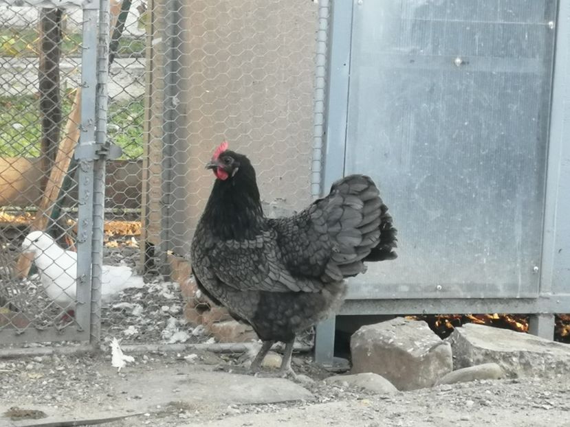  - Australorp negru și albastru tineret 2021