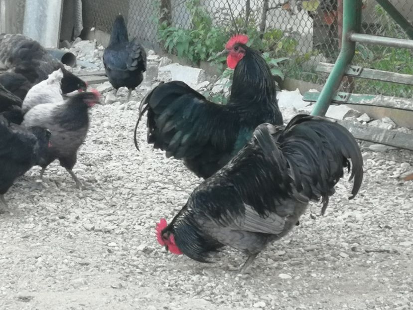  - Australorp negru și albastru tineret 2021
