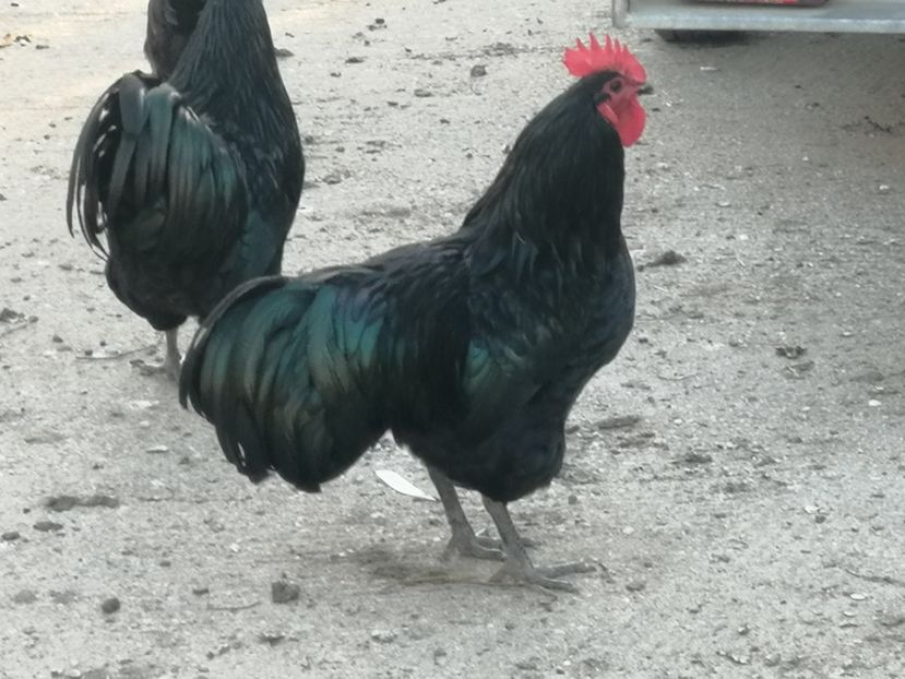  - Australorp negru și albastru tineret 2021