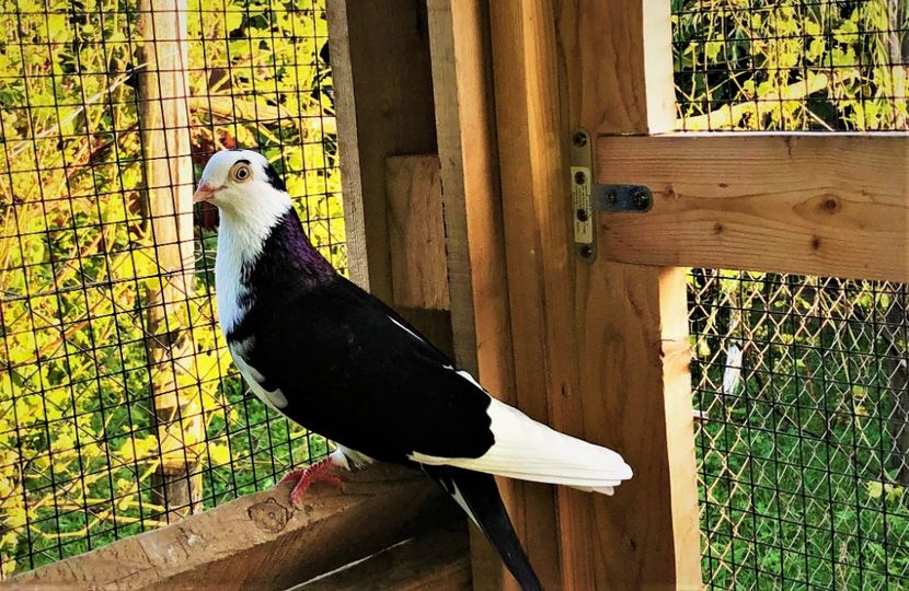 12267  mascul  2021 - 0000001 prin voliere