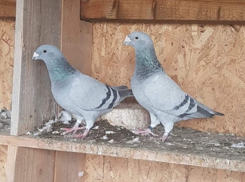 M-F 2019 - Albastri 2021