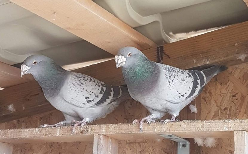 M-F 2019 - Guti 2021