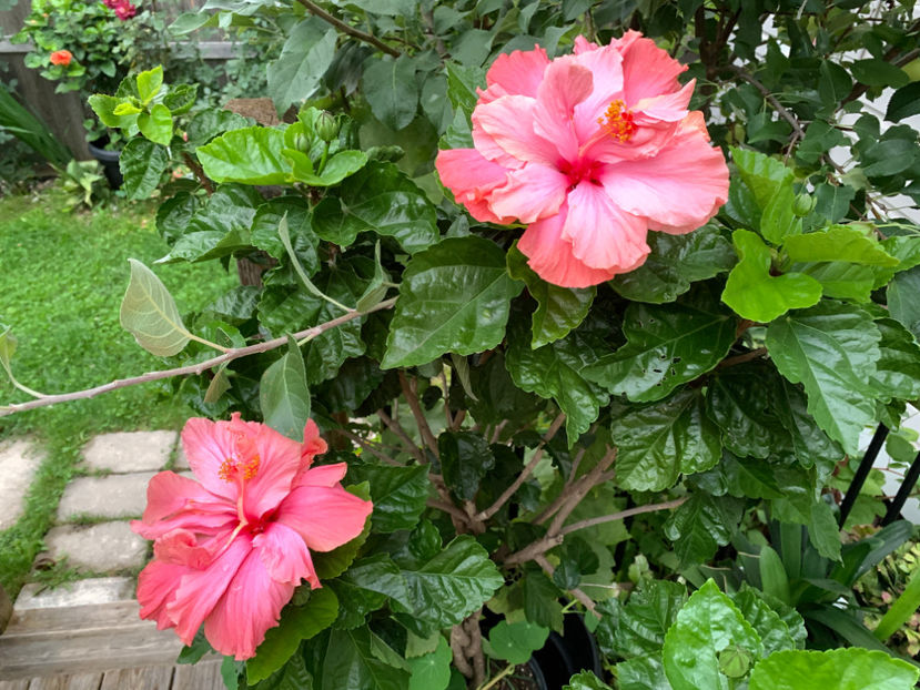  - Jurnalul gradinii 2021