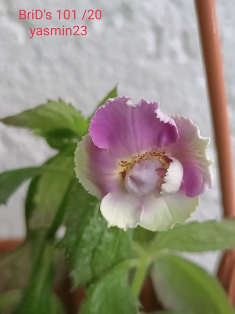 28.09.2021 - A-Achimenes BriDs