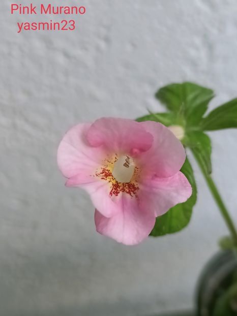 28.09.2021 - Achimenes 2021