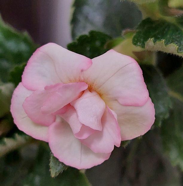 RfsPina Colada - RF-s PINA COLADA