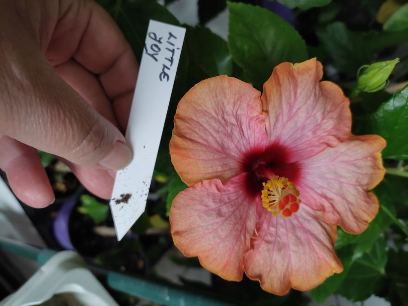  - Hibiscus 4