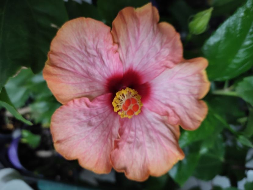  - Hibiscus 4