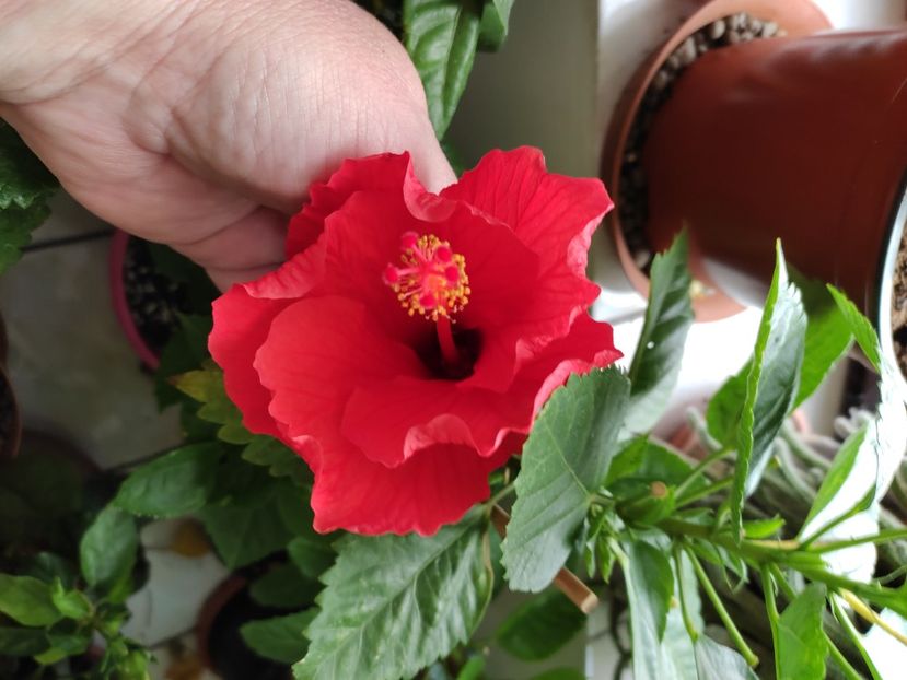  - Hibiscus 4