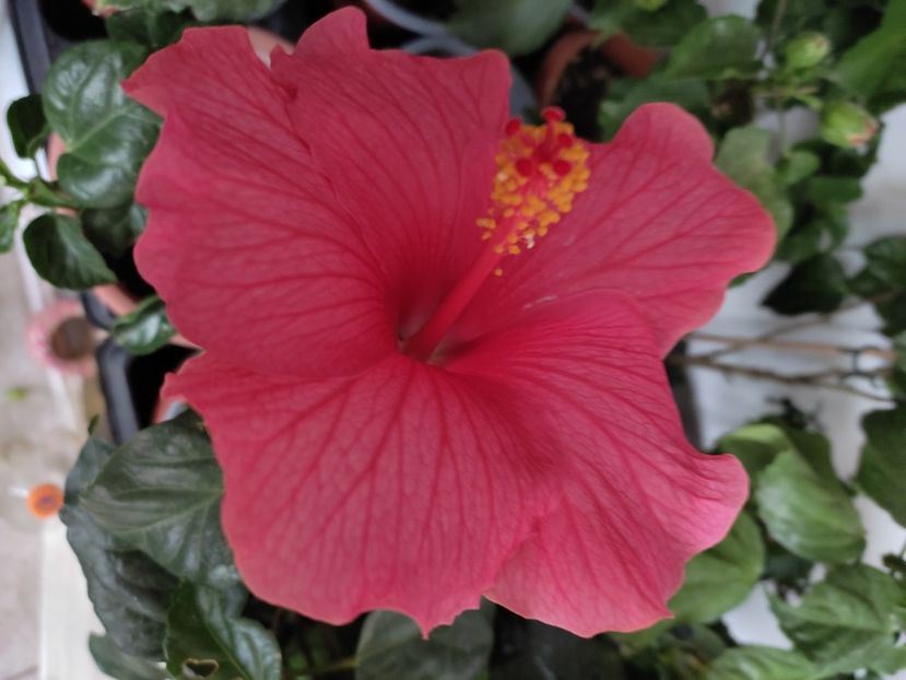  - Hibiscus 4