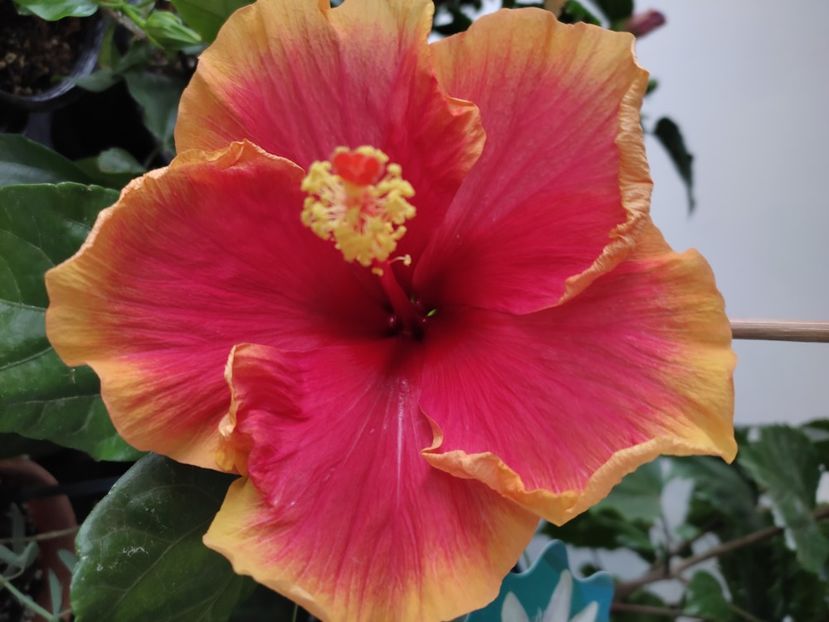 - Hibiscus 4