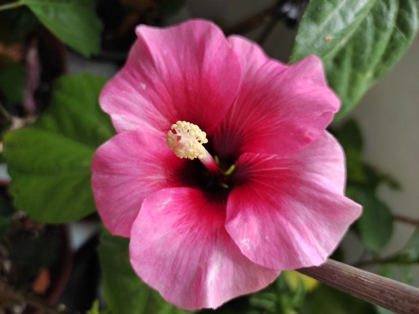  - Hibiscus 4